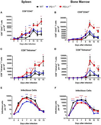 The PD-1/PD-L1 Pathway Affects the Expansion and Function of Cytotoxic CD8+ T Cells During an Acute Retroviral Infection